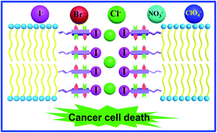 Graphical abstract: A halogen bond-mediated highly active artificial chloride channel with high anticancer activity