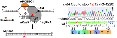 Graphical abstract: Highly efficient base editing in Staphylococcus aureus using an engineered CRISPR RNA-guided cytidine deaminase