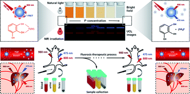 Graphical abstract: Rationally designed upconversion nanoprobe for simultaneous highly sensitive ratiometric detection of fluoride ions and fluorosis theranostics