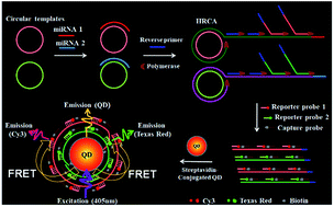 Graphical abstract: Integration of isothermal amplification with quantum dot-based fluorescence resonance energy transfer for simultaneous detection of multiple microRNAs