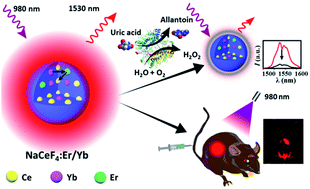 Graphical abstract: Intense near-infrared-II luminescence from NaCeF4:Er/Yb nanoprobes for in vitro bioassay and in vivo bioimaging