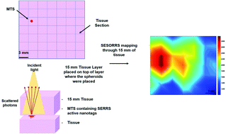 Graphical abstract: Through tissue imaging of a live breast cancer tumour model using handheld surface enhanced spatially offset resonance Raman spectroscopy (SESORRS)