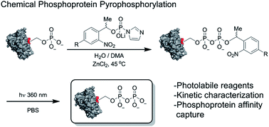 Graphical abstract: Pyrophosphorylation via selective phosphoprotein derivatization