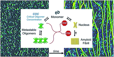 Graphical abstract: Origin of metastable oligomers and their effects on amyloid fibril self-assembly