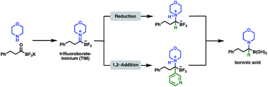 Graphical abstract: Facile synthesis of α-aminoboronic acids from amines and potassium acyltrifluoroborates (KATs) via trifluoroborate-iminiums (TIMs)