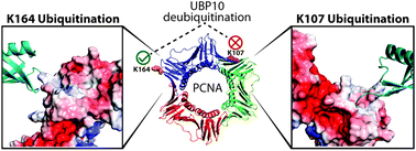 Graphical abstract: Activity-based ubiquitin-protein probes reveal target protein specificity of deubiquitinating enzymes