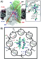 Graphical abstract: Dewetting transitions coupled to K-channel activation in cytochrome c oxidase