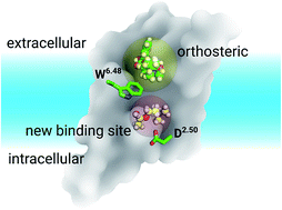 Graphical abstract: Exploring a new ligand binding site of G protein-coupled receptors
