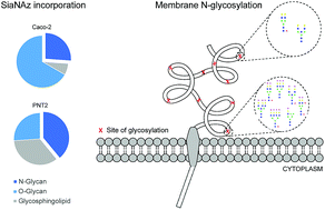 Graphical abstract: Membrane glycomics reveal heterogeneity and quantitative distribution of cell surface sialylation