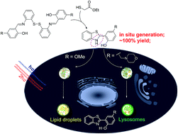 Graphical abstract: In situ generation of photoactivatable aggregation-induced emission probes for organelle-specific imaging