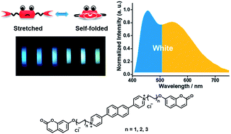 Graphical abstract: White-light emission from a single organic compound with unique self-folded conformation and multistimuli responsiveness