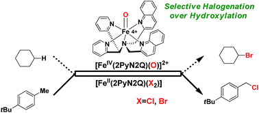Graphical abstract: Selective C–H halogenation over hydroxylation by non-heme iron(iv)-oxo