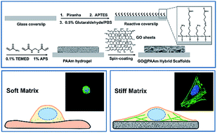 Graphical abstract: Tunable stiffness of graphene oxide/polyacrylamide composite scaffolds regulates cytoskeleton assembly