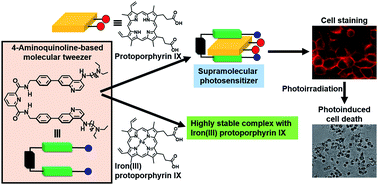Graphical abstract: Design and synthesis of a 4-aminoquinoline-based molecular tweezer that recognizes protoporphyrin IX and iron(iii) protoporphyrin IX and its application as a supramolecular photosensitizer