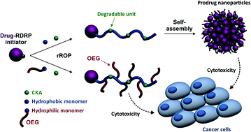 Graphical abstract: Degradable polymer prodrugs with adjustable activity from drug-initiated radical ring-opening copolymerization