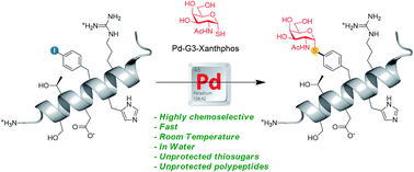 Graphical abstract: Synthesis of aryl-thioglycopeptides through chemoselective Pd-mediated conjugation