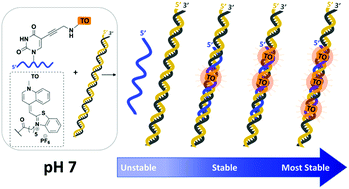 Graphical abstract: Fluorogenic thiazole orange TOTFO probes stabilise parallel DNA triplexes at pH 7 and above