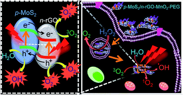 Graphical abstract: Molybdenum sulfide–reduced graphene oxide p–n heterojunction nanosheets with anchored oxygen generating manganese dioxide nanoparticles for enhanced photodynamic therapy