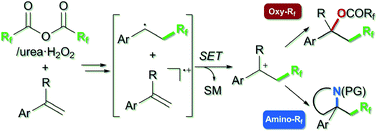 Graphical abstract: Metal-free alkene oxy- and amino-perfluoroalkylations via carbocation formation by using perfluoro acid anhydrides: unique reactivity between styrenes and perfluoro diacyl peroxides