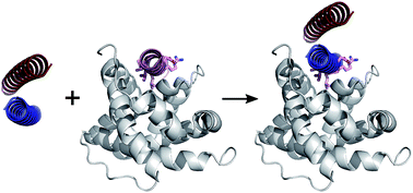 Graphical abstract: De novo coiled-coil peptides as scaffolds for disrupting protein–protein interactions