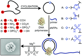 Graphical abstract: Enzyme-free synthesis of cyclic single-stranded DNA constructs containing a single triazole, amide or phosphoramidate backbone linkage and their use as templates for rolling circle amplification and nanoflower formation