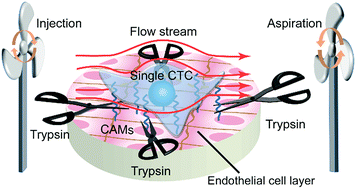 Graphical abstract: Adhesion analysis of single circulating tumor cells on a base layer of endothelial cells using open microfluidics