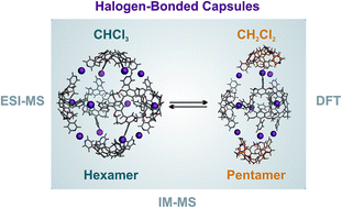 Graphical abstract: Surprising solvent-induced structural rearrangements in large [N⋯I+⋯N] halogen-bonded supramolecular capsules: an ion mobility-mass spectrometry study