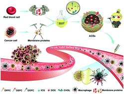 Graphical abstract: Artificial chimeric exosomes for anti-phagocytosis and targeted cancer therapy
