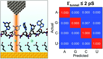 Graphical abstract: Nucleotide and structural label identification in single RNA molecules with quantum tunneling spectroscopy