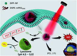 Graphical abstract: A light-induced nitric oxide controllable release nano-platform based on diketopyrrolopyrrole derivatives for pH-responsive photodynamic/photothermal synergistic cancer therapy