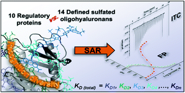 Graphical abstract: Syntheses of defined sulfated oligohyaluronans reveal structural effects, diversity and thermodynamics of GAG–protein binding