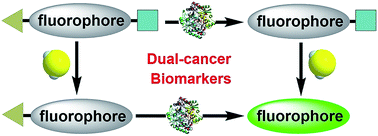 Graphical abstract: Dual-biomarker-triggered fluorescence probes for differentiating cancer cells and revealing synergistic antioxidant effects under oxidative stress