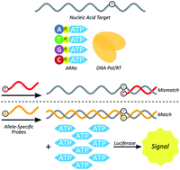 Graphical abstract: Polymerase-amplified release of ATP (POLARA) for detecting single nucleotide variants in RNA and DNA