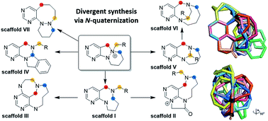 Graphical abstract: A divergent synthetic pathway for pyrimidine-embedded medium-sized azacycles through an N-quaternizing strategy