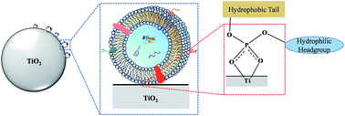 Graphical abstract: A novel strategy for facile serum exosome isolation based on specific interactions between phospholipid bilayers and TiO2