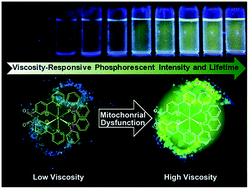 Graphical abstract: Monitoring mitochondrial viscosity with anticancer phosphorescent Ir(iii) complexes via two-photon lifetime imaging