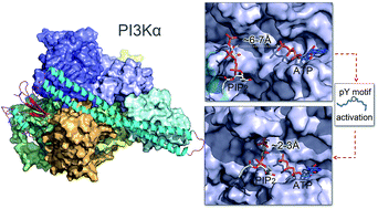Graphical abstract: The mechanism of PI3Kα activation at the atomic level
