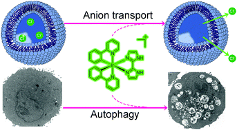 Graphical abstract: Inhibition of autophagic flux by cyclometalated iridium(iii) complexes through anion transportation