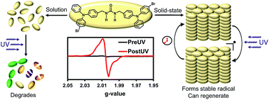 Graphical abstract: UV-irradiation of self-assembled triphenylamines affords persistent and regenerable radicals