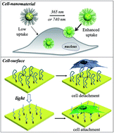 Graphical abstract: Activatable cell–biomaterial interfacing with photo-caged peptides