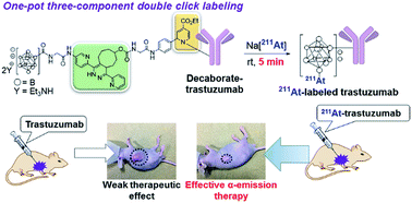 Graphical abstract: 211At-labeled immunoconjugate via a one-pot three-component double click strategy: practical access to α-emission cancer radiotherapeutics