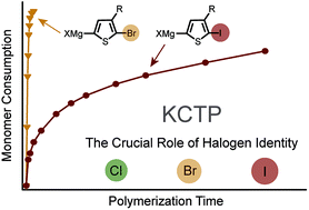 Graphical abstract: The role of halogens in the catalyst transfer polycondensation for π-conjugated polymers