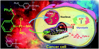 Graphical abstract: Mitochondrion-targeted platinum complexes suppressing lung cancer through multiple pathways involving energy metabolism