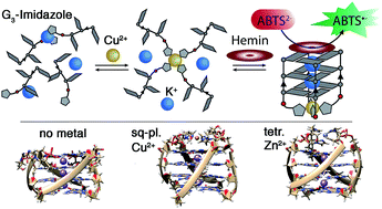 Graphical abstract: Imidazole-modified G-quadruplex DNA as metal-triggered peroxidase