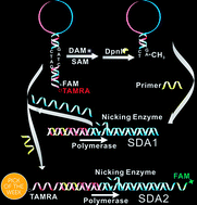 Graphical abstract: An integrated-molecular-beacon based multiple exponential strand displacement amplification strategy for ultrasensitive detection of DNA methyltransferase activity