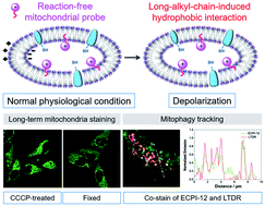 Graphical abstract: Reaction-free and MMP-independent fluorescent probes for long-term mitochondria visualization and tracking