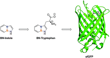 Graphical abstract: Synthesis and characterization of an unnatural boron and nitrogen-containing tryptophan analogue and its incorporation into proteins