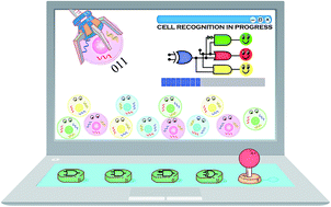 Graphical abstract: Programmable intracellular DNA biocomputing circuits for reliable cell recognitions