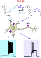 Graphical abstract: Lipid-independent control of endothelial and neuronal TRPC3 channels by light