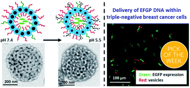 Graphical abstract: Targeting triple-negative breast cancer cells using Dengue virus-mimicking pH-responsive framboidal triblock copolymer vesicles